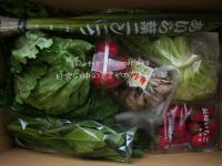 時短ごはん特集