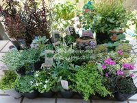 おぎはら植物園で購入した植物とその後の記録