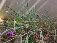 宿根草ツルバキアシルバー レース